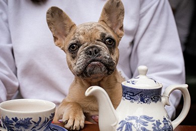 dog in woman's arms next to teapot and cup