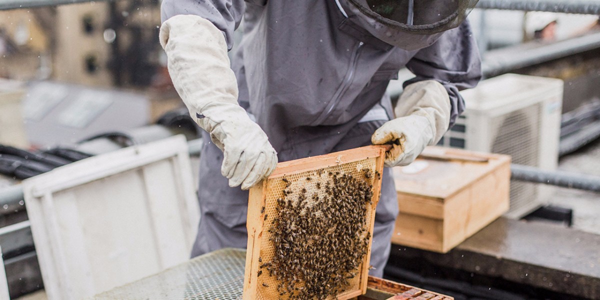 Man in beekeeping suit opening a beehive