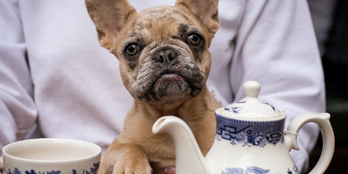 dog in woman's arms next to teapot and cup