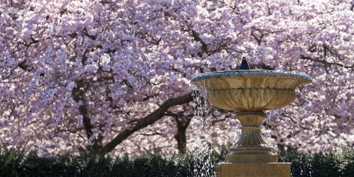 Blossom trees in Regent's Park